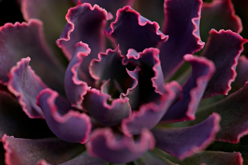 Succulent Wreath